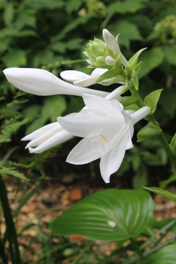 perennial hostas plantain lily flower Learn about Hosta plantaginea | Chinese species