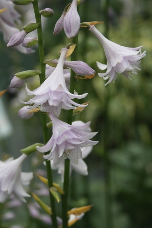 Image of Hosta rectifolia 'Fujibotan' taken at Juniper Level Botanic Gdn, NC by JLBG