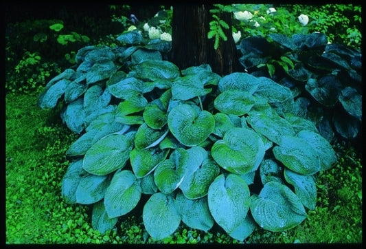 Image of Hosta sieboldiana 'Elegans'|B. Brinka Gdn, IN|
