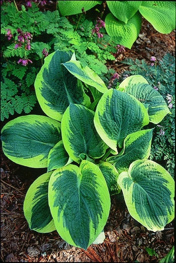 house plants for northern exposure Learn about Hosta sieboldiana 'Northern Exposure' | Walters Gardens 97