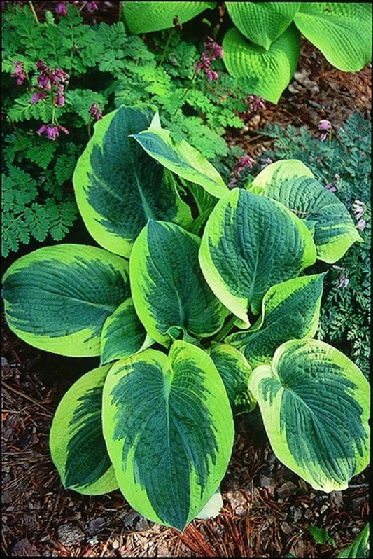 Image of Hosta sieboldiana 'Northern Exposure'|Green Hill Farm, NC|
