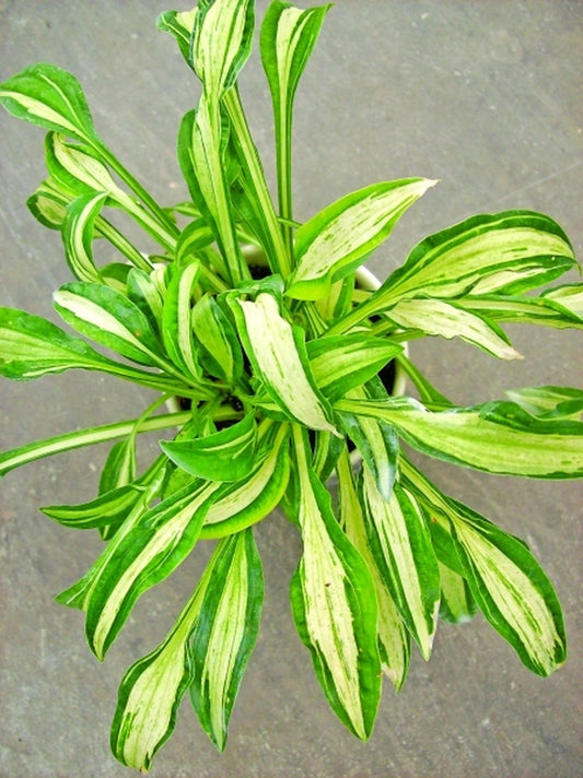 Image of Hosta sieboldii 'Manzo'|H. Hansen Gdn, MN|H. Hansen