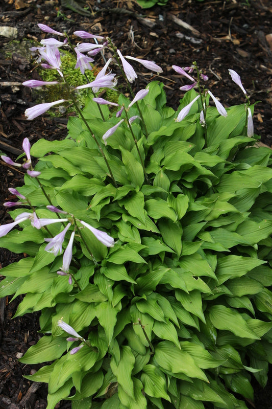 Image of Hosta sieboldii 'Tiny Twister'||