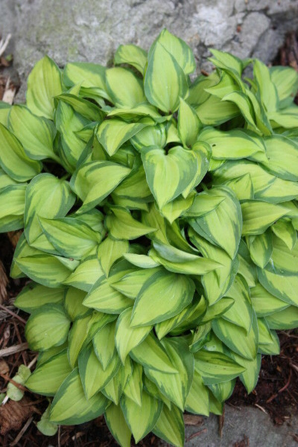 Image of Hosta venusta 'Ki Nakafu Otome'|Juniper Level Botanic Gdn, NC|JLBG