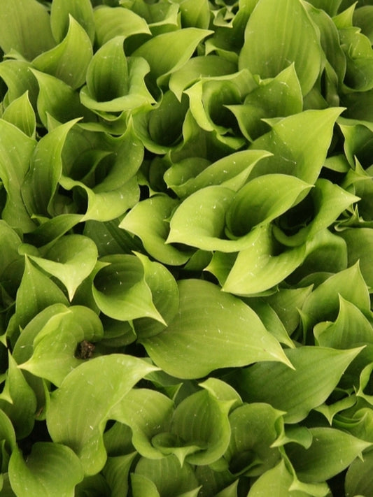 Image of Hosta venusta coll. #A1K-205|Juniper Level Botanic Gdn, NC|JLBG