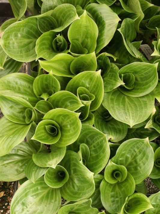 Image of Hosta yingeri (Taehuksan Form DJH270)|Juniper Level Botanic Gdn, NC|JLBG