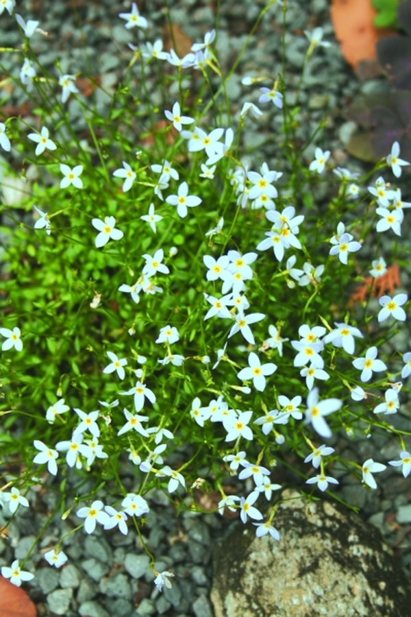 Image of Houstonia serpyllifolia 'Mountaineer'|P. James Gdn, VA|