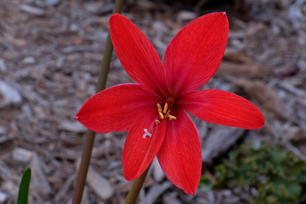Image of Howardara 'Little Princess'taken at Juniper Level Botanic Gdn, NC by JLBG