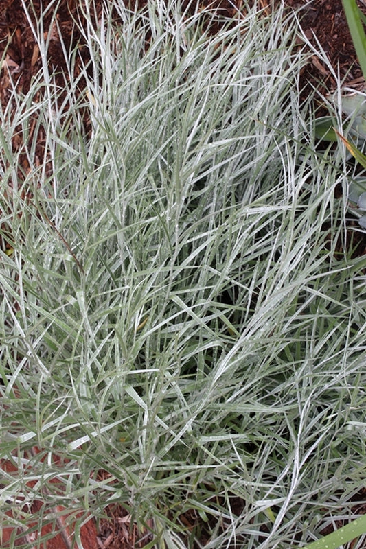 Image of Hyalis argentea||