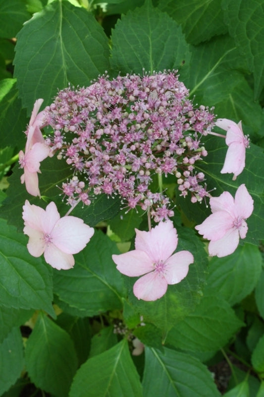 Image of Hydrangea 'Summer Frost' PP 17,654|Juniper Level Botanic Gdn, NC|JLBG