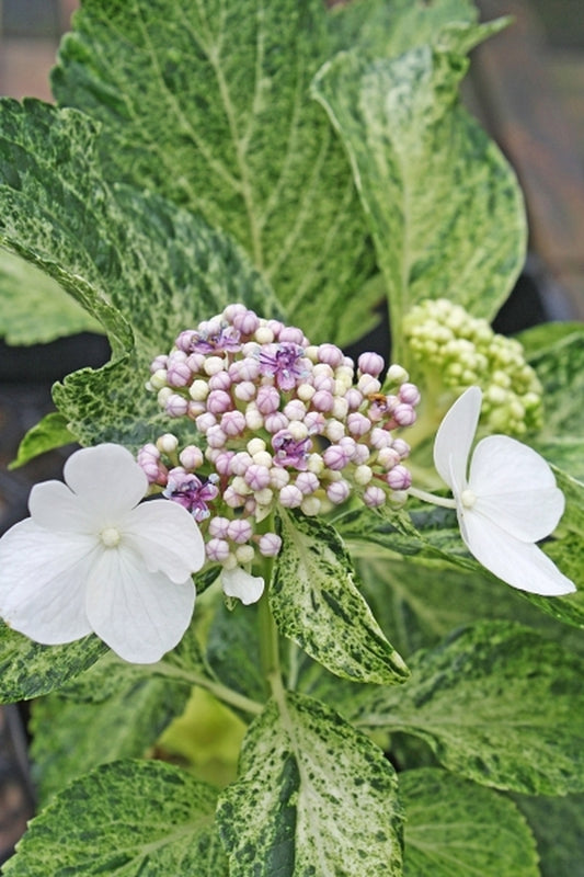 Image of Hydrangea macrophylla 'Hatsushimo'|Juniper Level Botanic Gdn, NC|JLBG