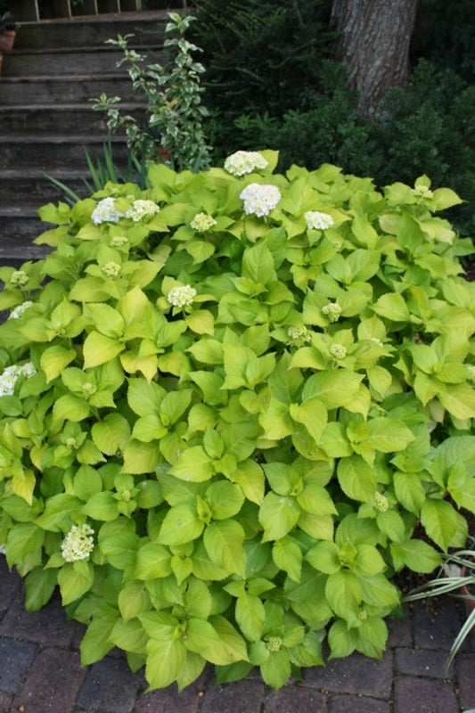 Image of Hydrangea macrophylla 'Lemon Daddy' PP 17,660|Juniper Level Botanic Gdn, NC|JLBG