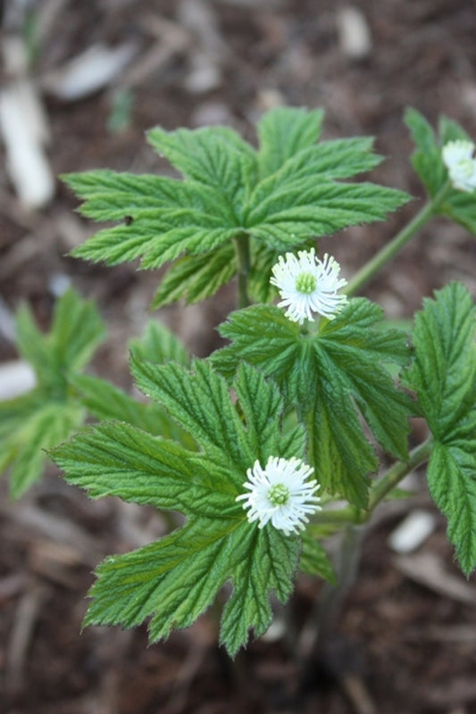 Image of Hydrastis canadensistaken at Juniper Level Botanic Gdn, NC by JLBG