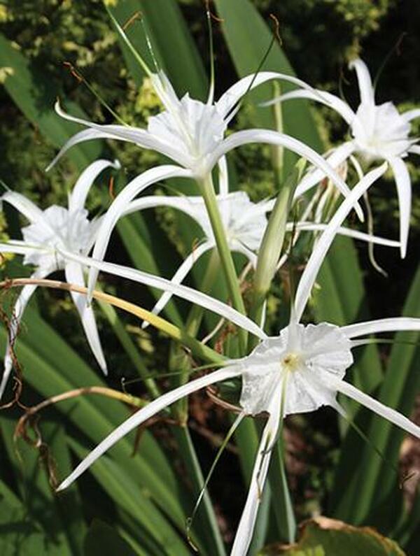 hymenocallis speciosa spider lily Hymenocallis New Lion