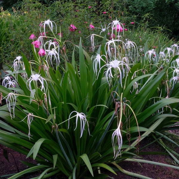 giant spider lily plant Hymenocallis Tropical Giant Sister