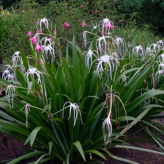 Image of Hymenocallis 'Tropical Giant Sister'taken at Juniper Level Botanic Gdn, NC by JLBG