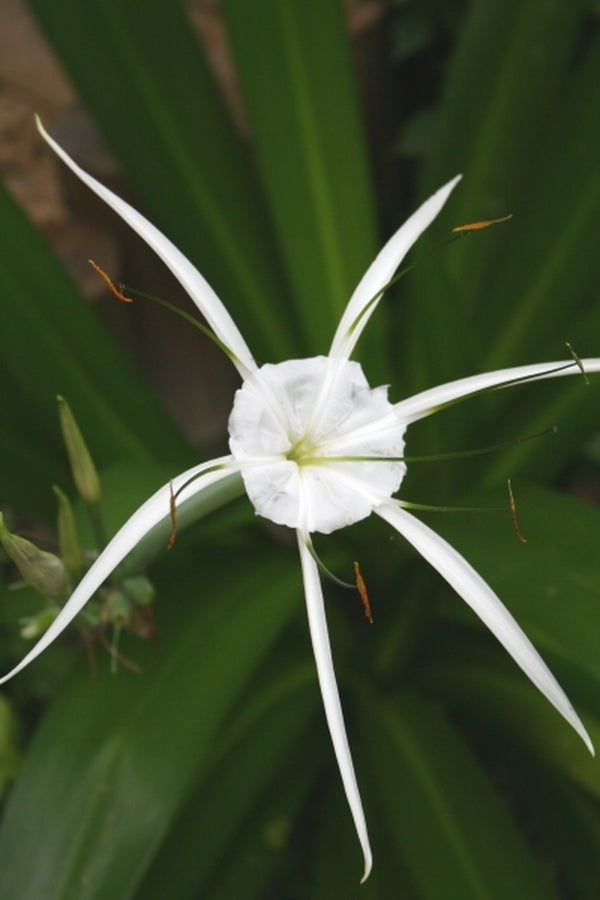 Image of Hymenocallis caribaea 'Superstar'|Juniper Level Botanic Gdn, NC|JLBG