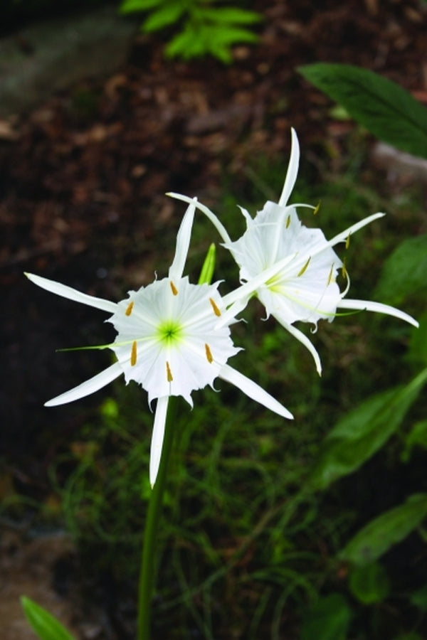 Image of Hymenocallis coronaria Bibb Co. Alabama|Juniper Level Botanic Gdn, NC|JLBG