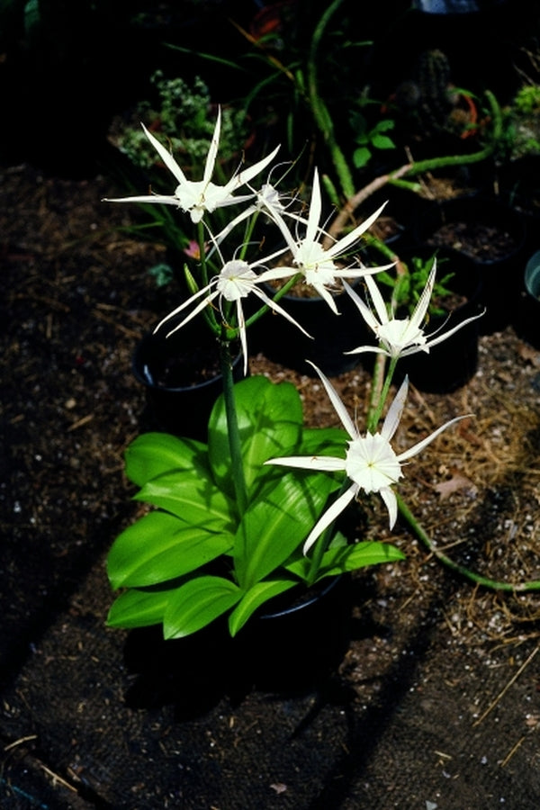 caribbean spider lily Hymenocallis eucharidifolia