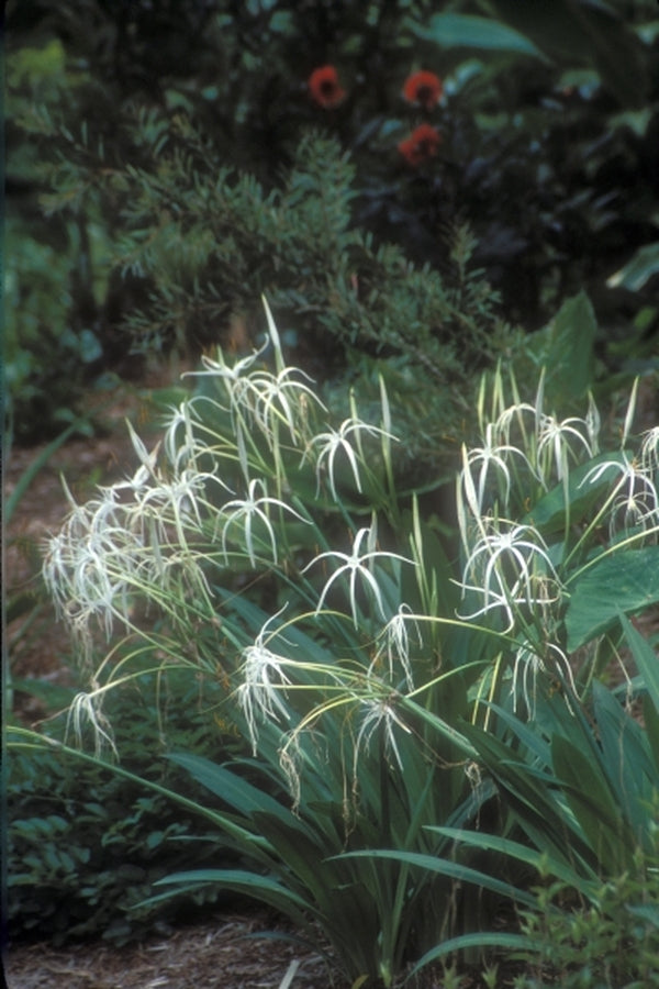 Image of Hymenocallis harrisiana|Juniper Level Botanic Gdn, NC|JLBG