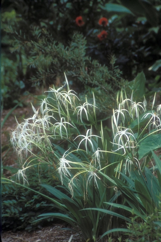 Image of Hymenocallis harrisiana|Juniper Level Botanic Gdn, NC|JLBG