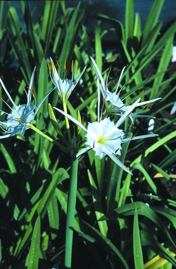 Image of Hymenocallis liriosme|Arrowhead Alpines, MI|