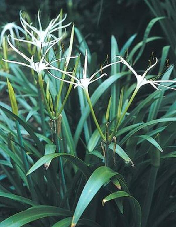 spider lily latin name Hymenocallis maximiliani