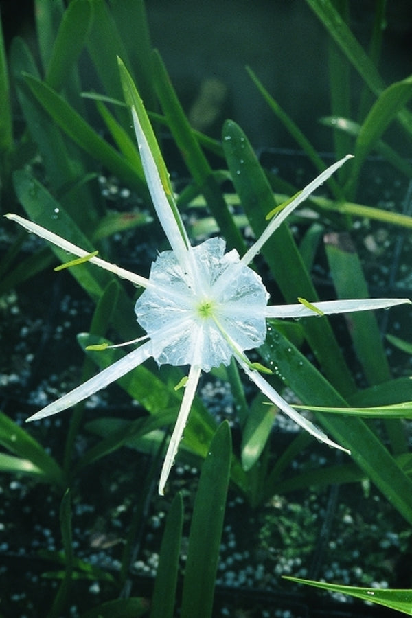 Image of Hymenocallis pygmaea 'Carolina Creeper'taken at Juniper Level Botanic Gdn, NC by JLBG