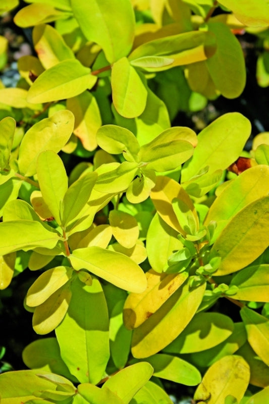 Image of Hypericum calycinum 'Briggadoon'|Juniper Level Botanic Gdn, NC|JLBG