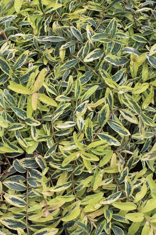 Image of Hypericum calycinum 'Fiesta' PP 26,400|Juniper Level Botanic Gdn, NC|JLBG