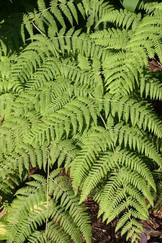 Image of Hypolepis sparsisora coll. #A1SA-310|Juniper Level Botanic Gdn, NC|JLBG