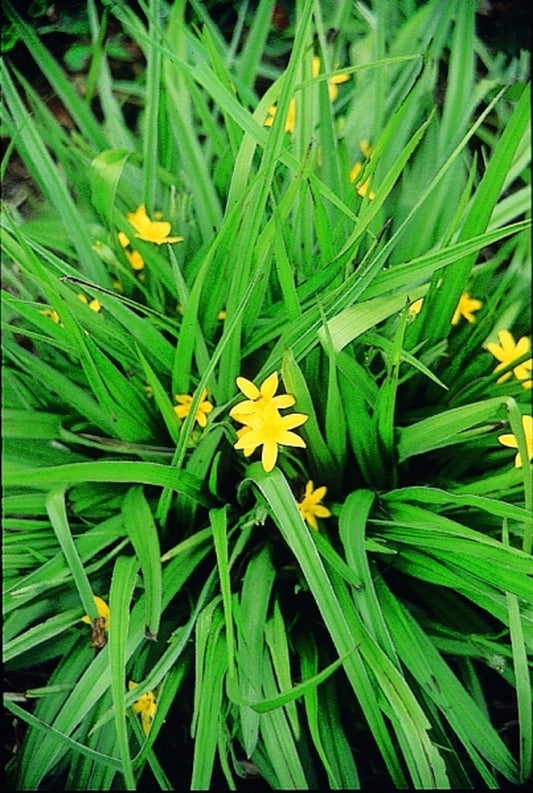 Image of Hypoxis decumbens|Juniper Level Botanic Gdn, NC|JLBG