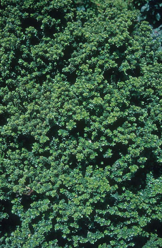 Image of Ilex crenata 'Dwarf Pagoda'|Gossler Farm, OR|T. Avent