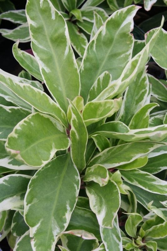 Image of Illicium floridana 'Pink Frost' PP21,287|Juniper Level Botanic Gdn, NC|JLBG