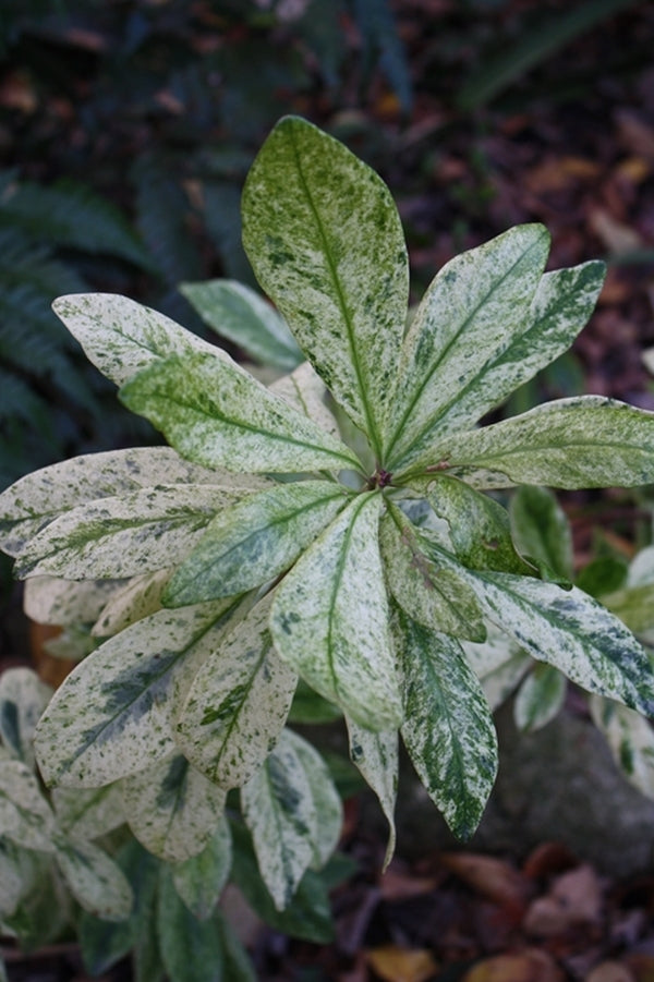 Image of Illicium parviflorum 'Florence'|Juniper Level Botanic Gdn, NC|JLBG