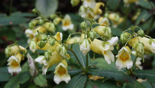 Image of Impatiens pritzelii 'Sichuan Gold'|Juniper Level Botanic Gdn, NC|JLBG