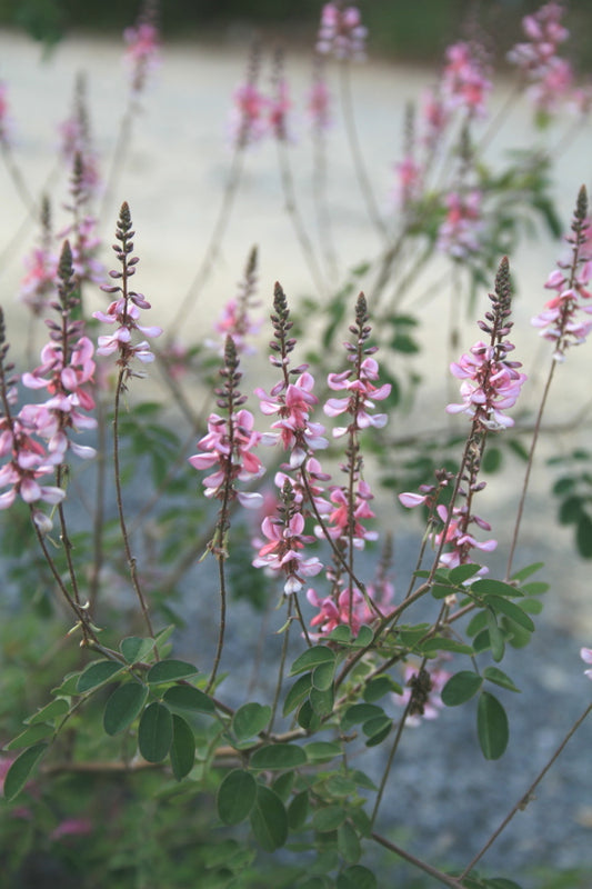 Image of Indigofera 'Little Pinkie'|Juniper Level Botanic Gdn, NC|JLBG
