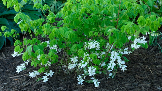 Image of Indigofera decora 'Alba'|Juniper Level Botanic Gdn, NC|JLBG