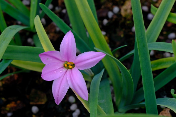 Image of Ipheion uniflorum 'Tessa'