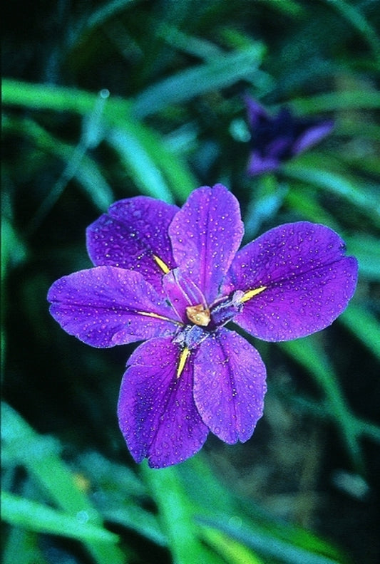 Image of Iris 'Full Eclipse'|Juniper Level Botanic Gdn, NC|JLBG