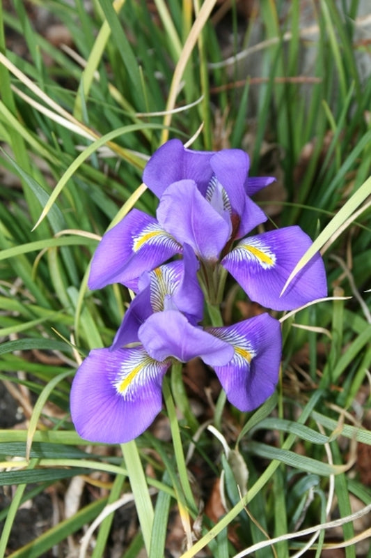 Image of Iris cretensis|Juniper Level Botanic Gdn, NC|JLBG