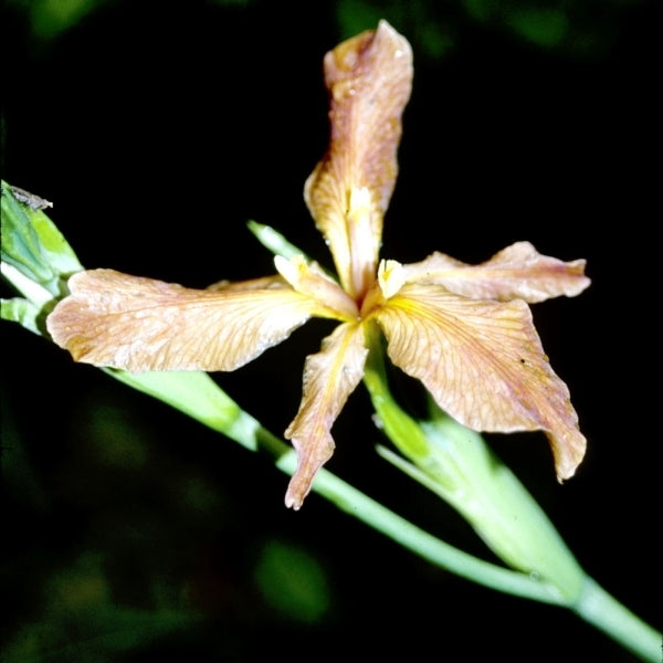 Image of Iris fulva|Juniper Level Botanic Gdn, NC|JLBG
