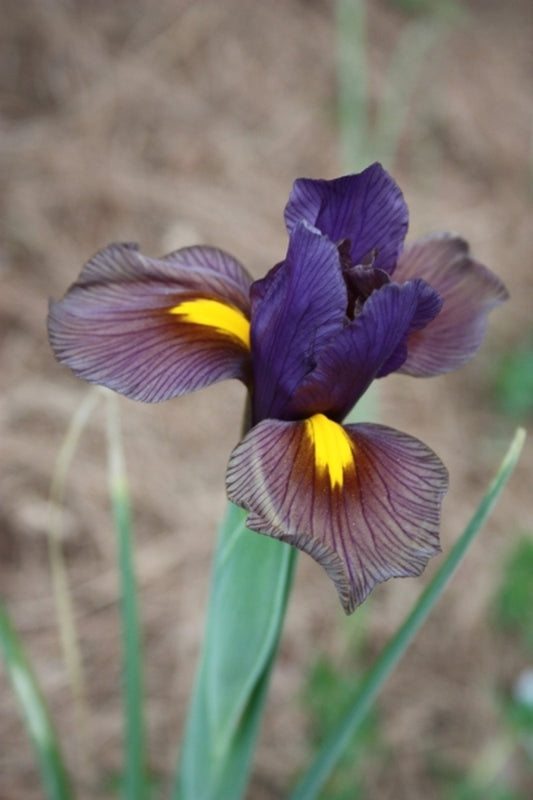 Image of Iris x hollandica 'Eye of the Tiger'|Juniper Level Botanic Gdn, NC|JLBG