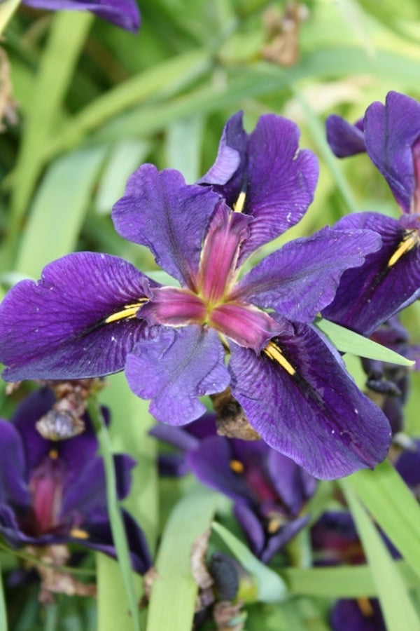 Image of Iris x louisiana 'Black Gamecock'|Juniper Level Botanic Gdn, NC|JLBG