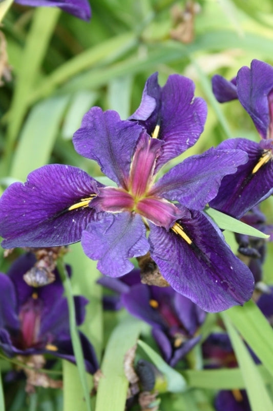 Image of Iris x louisiana 'Black Gamecock'|Juniper Level Botanic Gdn, NC|JLBG
