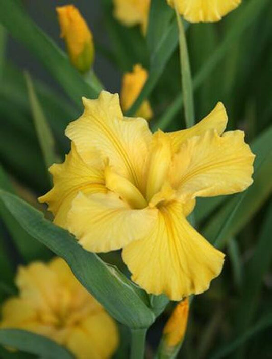 Image of Iris x louisiana 'Brushfire Moon'|Juniper Level Botanic Gdn, NC|JLBG
