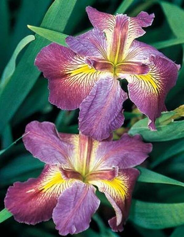 Image of Iris x louisiana 'Cajun Love'|Juniper Level Botanic Gdn, NC|JLBG