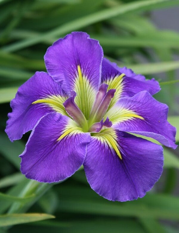Image of Iris x louisiana 'Geisha Eyes'taken at Juniper Level Botanic Gdn, NC by JLBG