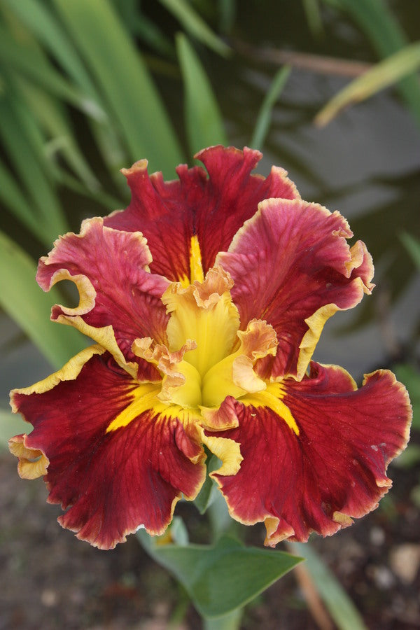 Image of Iris x louisiana 'Lucy's Legacy'||