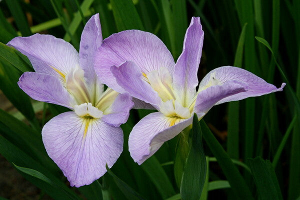 Image of Iris x louisiana 'Professor Paul'||